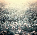 Cotton buds in field Royalty Free Stock Photo