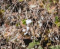 Cotton buds, Juizhaigou National Park, China