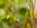 Cotton bugs attack plants, sticking to stems or twigs or leaves