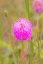 Cotton Candy Pink Mimosa Pudica Flower Royalty Free Stock Photo