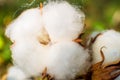 Cotton closeup macro Royalty Free Stock Photo