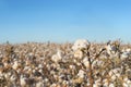 Cotton crop blooming in field