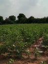 Cotton crop Indian forming in the field, ahemdabad, gujrat, India, viramgam, zezara, Royalty Free Stock Photo