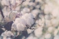 Cotton crop landscape, ripe cotton bolls