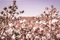 Cotton crop landscape, ripe cotton bolls