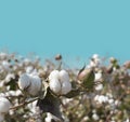 Cotton crop landscape, ripe cotton bolls