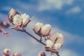 Cotton crop landscape, ripe cotton bolls