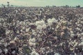 Cotton crop landscape, ripe cotton bolls