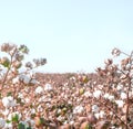 Cotton crop landscape, ripe cotton bolls