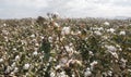 Cotton crop landscape, ripe cotton bolls