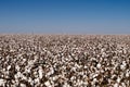 Cotton crop Royalty Free Stock Photo