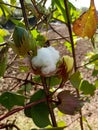 The cotton crop is ready in the field Royalty Free Stock Photo