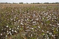 Cotton crop in Uzbekistan