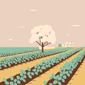 Cotton cultivation in agricultural production farm