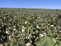 Cotton cultivation, its texture in the field and its commercial value