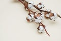 Cotton Dry Flower Branch Close Up on Light Ivory Background with Text Space