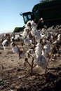 Cotton Farm Royalty Free Stock Photo