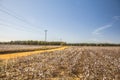 Cotton farm land  power lines and dirt road in the Fall Royalty Free Stock Photo