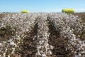 Cotton farm near St George Royalty Free Stock Photo