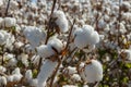 Cotton farm near St George. Royalty Free Stock Photo