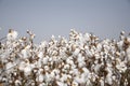 Cotton field Royalty Free Stock Photo