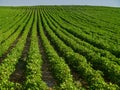 Cotton field Royalty Free Stock Photo