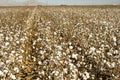Cotton Field Royalty Free Stock Photo