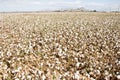Cotton Field Royalty Free Stock Photo