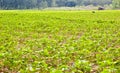 Cotton field Royalty Free Stock Photo