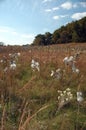 Cotton Field Royalty Free Stock Photo