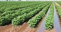 Cotton field. Royalty Free Stock Photo