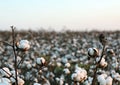 Cotton Field