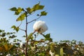 Cotton field agriculture, harvest Turkey Izmir