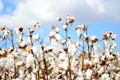 Cotton field Royalty Free Stock Photo