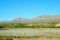 Cotton field blurry