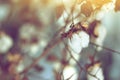 Cotton field, cotton plant flower branch. Royalty Free Stock Photo