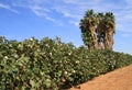 Arizona: Agriculture - Cotton Field in a Desert Royalty Free Stock Photo
