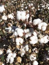 Cotton Field Farm Royalty Free Stock Photo