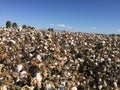 Cotton Field Farm Royalty Free Stock Photo