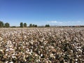 Cotton Field Farm Royalty Free Stock Photo