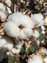 Cotton Field Farm Royalty Free Stock Photo