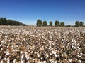 Cotton Field Farm Royalty Free Stock Photo