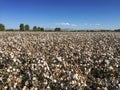 Cotton Field Farm Royalty Free Stock Photo