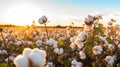 Cotton field with fluffy white bolls