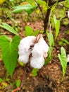 Cotton field found in my village Royalty Free Stock Photo
