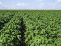 Cotton field