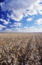 Cotton field Lake Menindee NSW Australia