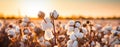 Cotton field landscape with sunset close up. Cotton flowers. Copy space. Photo texture. Horizontal banner poster. Royalty Free Stock Photo