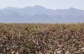 Cotton field. Omo Valley. Ethiopia.