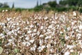 Cotton field ready for harvest on a cloudy day Royalty Free Stock Photo